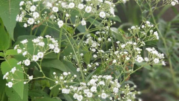 Significance of Baby’s Breath: Understanding Its Meaning