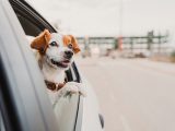 Pawsome Journeys: Tips for Tripping with Your Furry Travel Companion